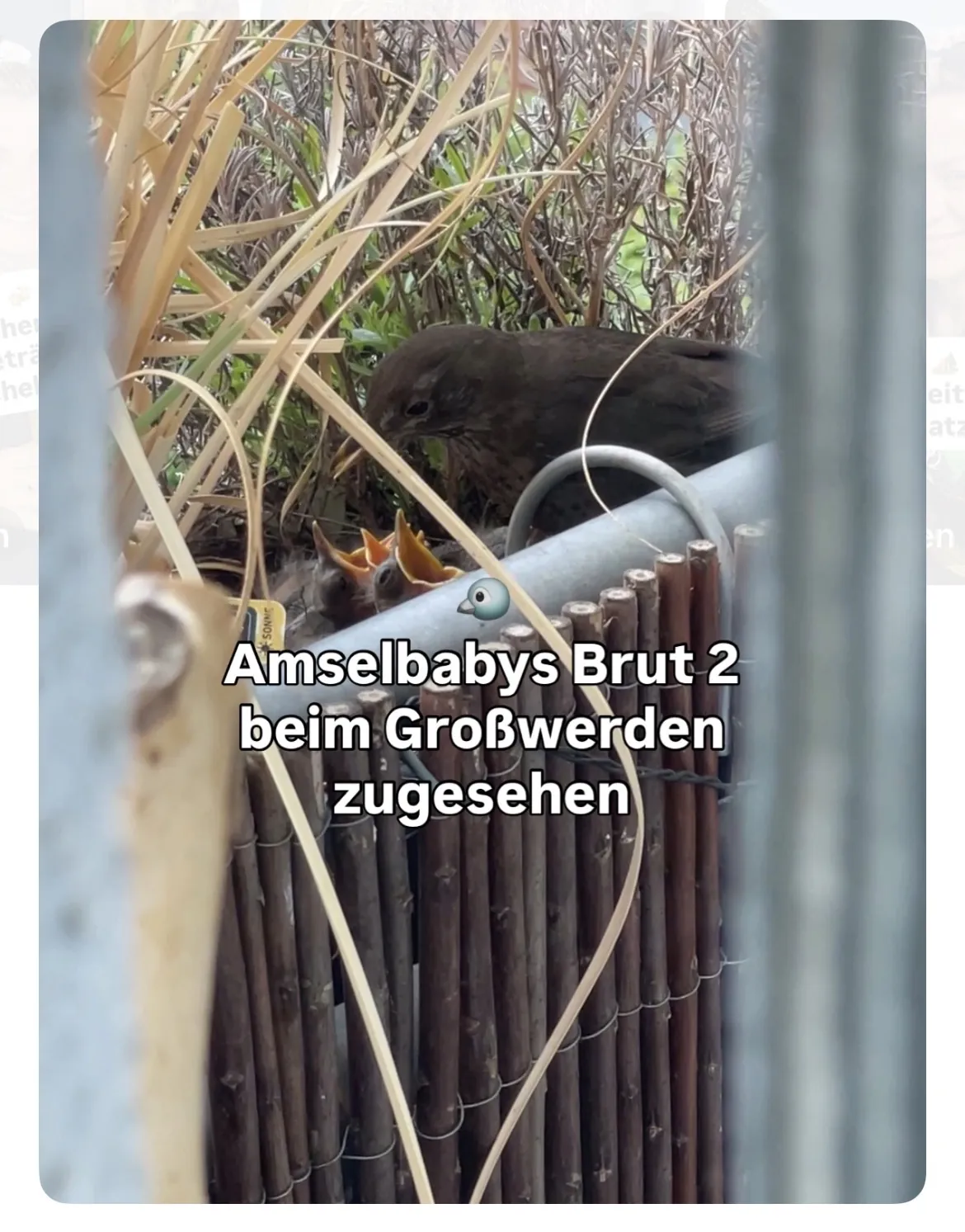 Amselbabys auf Jennas Balkon